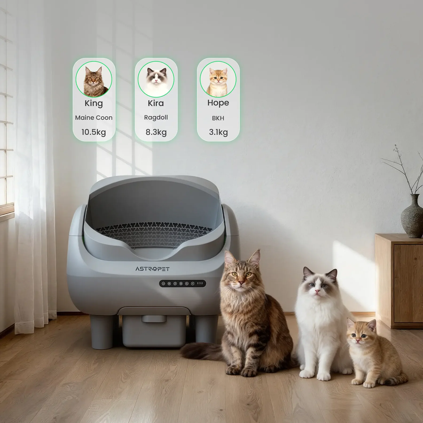 Self-cleaning cat toilet